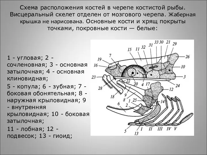Схема расположения костей в черепе костистой рыбы. Висцеральный скелет отделен от мозгового