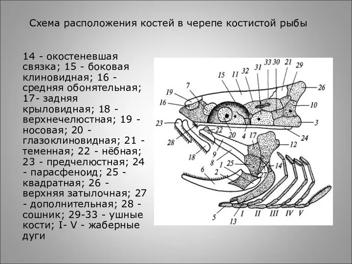 Схема расположения костей в черепе костистой рыбы 14 - окостеневшая связка; 15