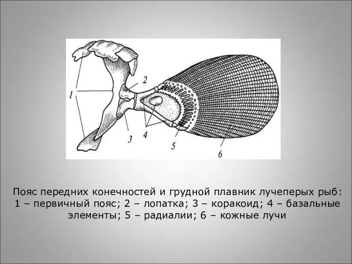 Пояс передних конечностей и грудной плавник лучеперых рыб: 1 – первичный пояс;