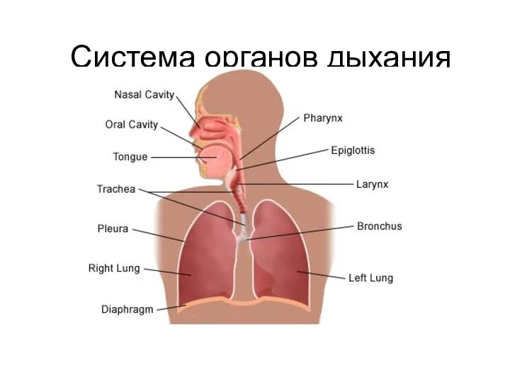 Система органов дыхания