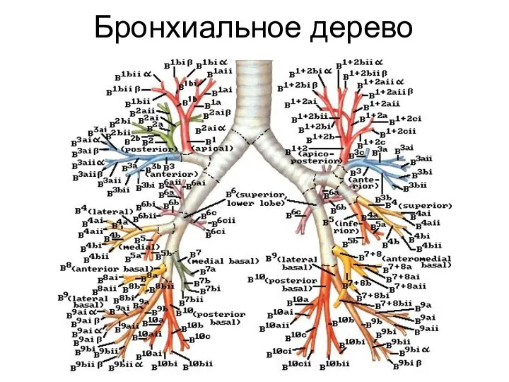 Бронхиальное дерево