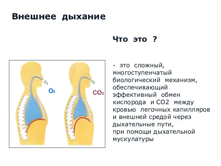 Что это ? - это сложный, многоступенчатый биологический механизм, обеспечивающий эффективный обмен