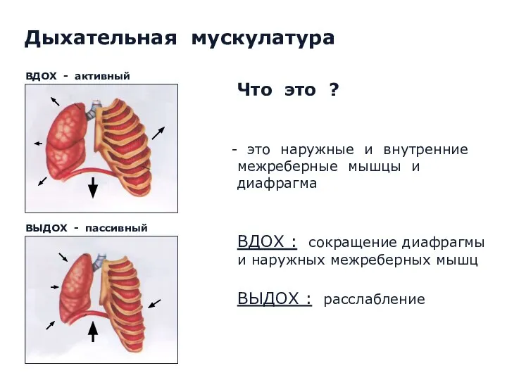 Что это ? это наружные и внутренние межреберные мышцы и диафрагма ВДОХ