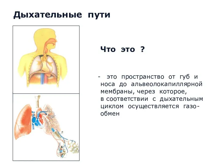 Что это ? это пространство от губ и носа до альвеолокапиллярной мембраны,