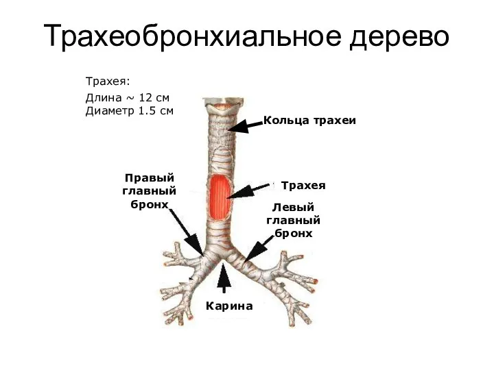 Трахеобронхиальное дерево Кольца трахеи Правый главный бронх Левый главный бронх Карина Трахея