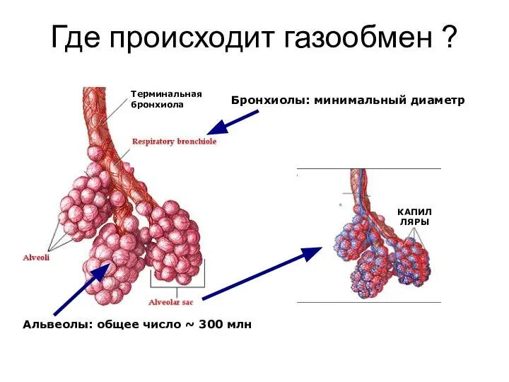 Где происходит газообмен ? КАПИЛЛЯРЫ Бронхиолы: минимальный диаметр Альвеолы: общее число ~ 300 млн Терминальная бронхиола