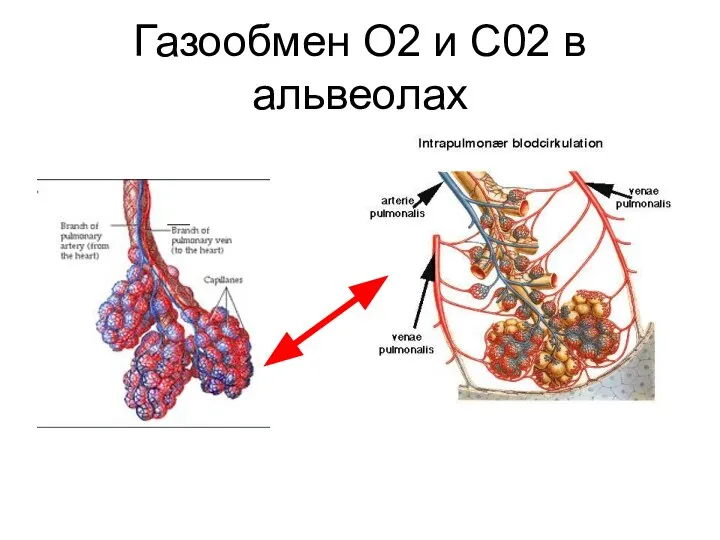 Газообмен O2 и C02 в альвеолах