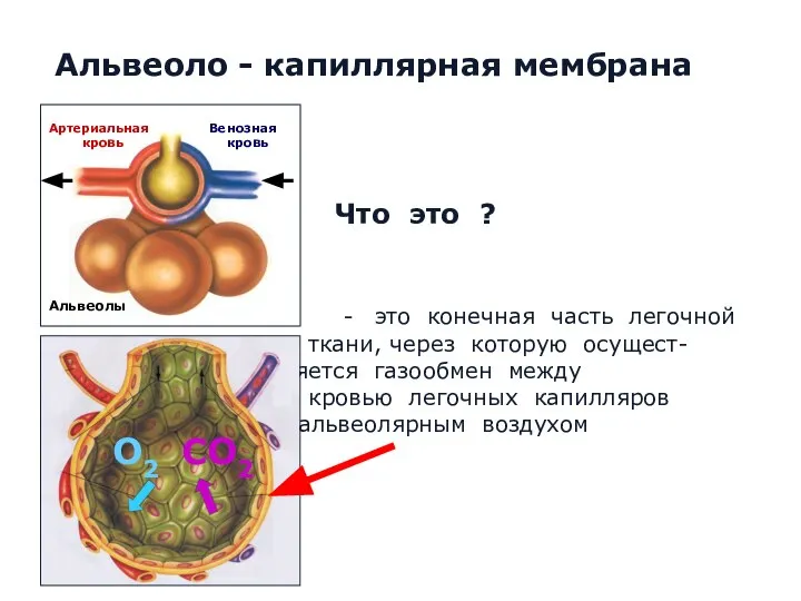 Что это ? - это конечная часть легочной ткани, через которую осущест-