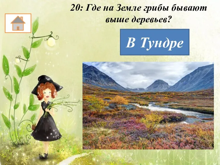 20: Где на Земле грибы бывают выше деревьев? В Тундре