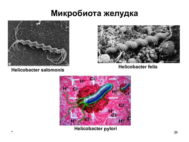 Микробиота желудка *
