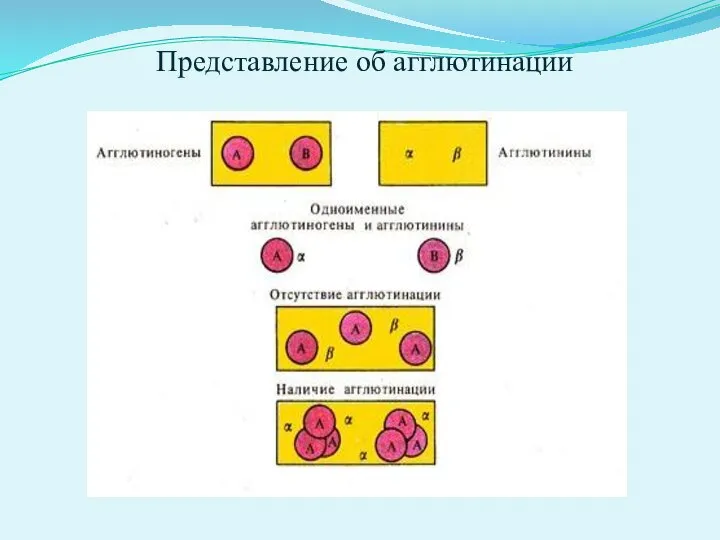 Представление об агглютинации