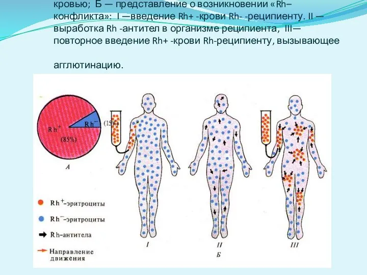 Резус-фактор (Rh). А—процентное соотношение людей с Rh+ - и Rh – кровью;