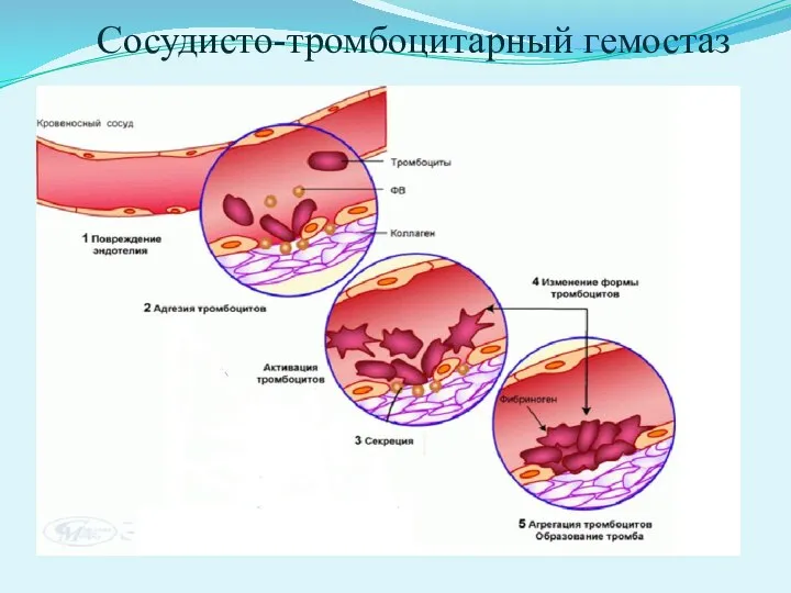 Сосудисто-тромбоцитарный гемостаз