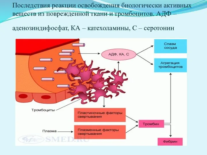 Последствия реакции освобождения биологически активных веществ из поврежденной ткани и тромбоцитов. АДФ