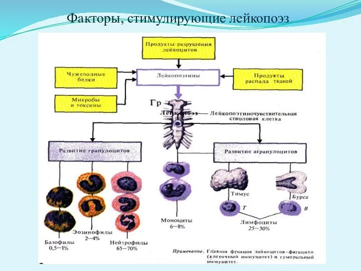 Факторы, стимулирующие лейкопоэз