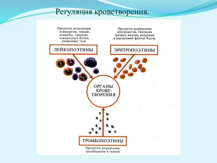 Регуляция кроветворения.