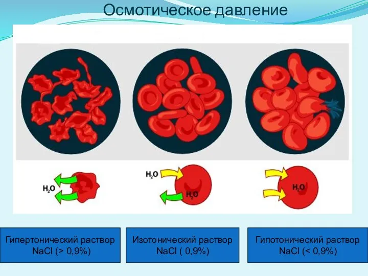 Гипертонический раствор NaCl (> 0,9%) Изотонический раствор NaCl ( 0,9%) Гипотонический раствор NaCl ( Осмотическое давление