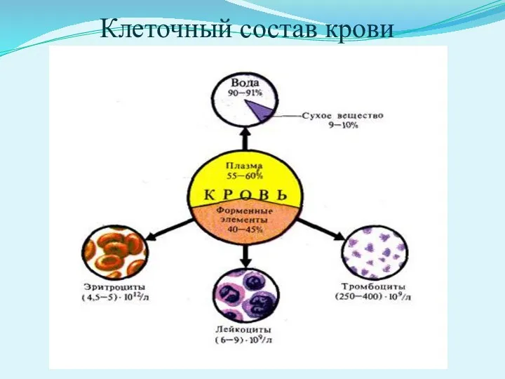 Клеточный состав крови