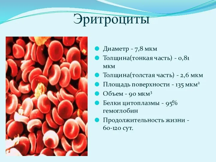 Эритроциты Диаметр - 7,8 мкм Толщина(тонкая часть) - 0,81 мкм Толщина(толстая часть)