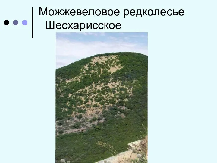 Можжевеловое редколесье Шесхарисское