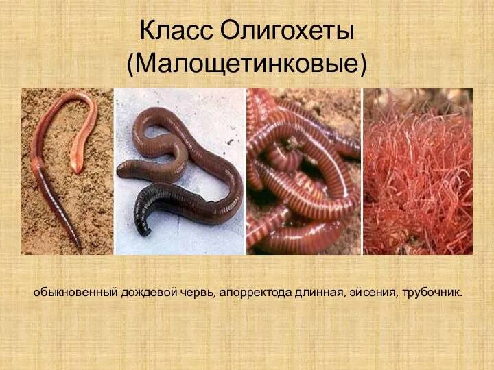 Класс Олигохеты (Малощетинковые) обыкновенный дождевой червь, апорректода длинная, эйсения, трубочник.
