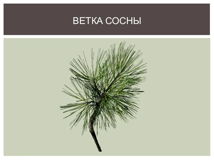 ВЕТКА СОСНЫ