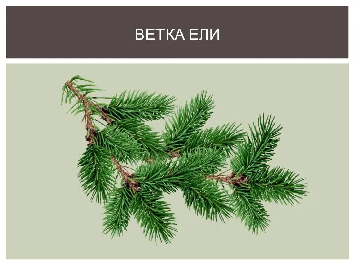 ВЕТКА ЕЛИ