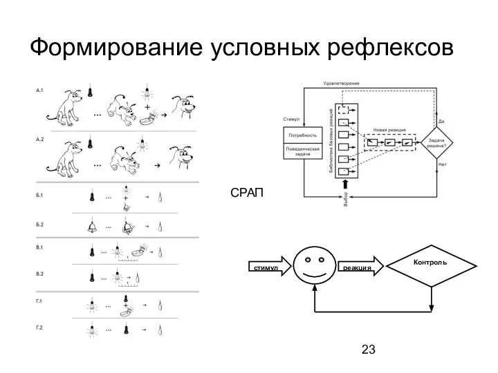 Формирование условных рефлексов СРАП