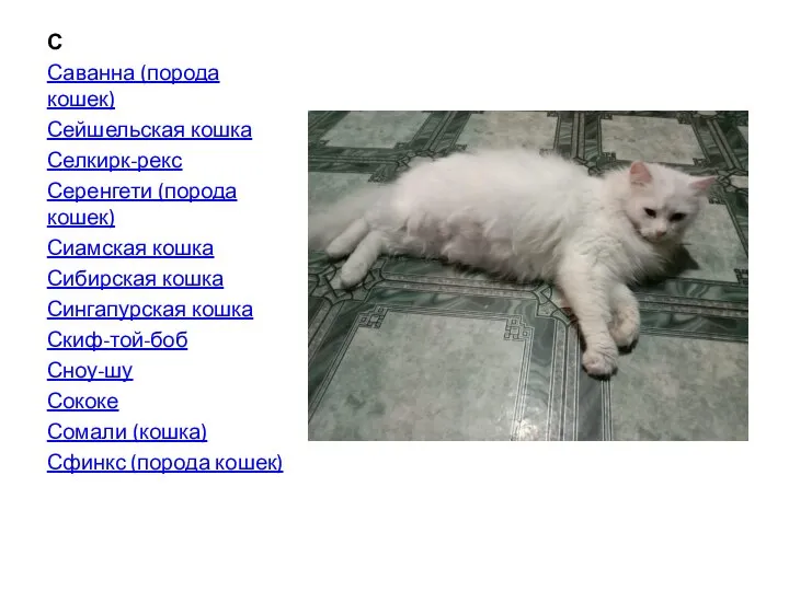 С Саванна (порода кошек) Сейшельская кошка Селкирк-рекс Серенгети (порода кошек) Сиамская кошка