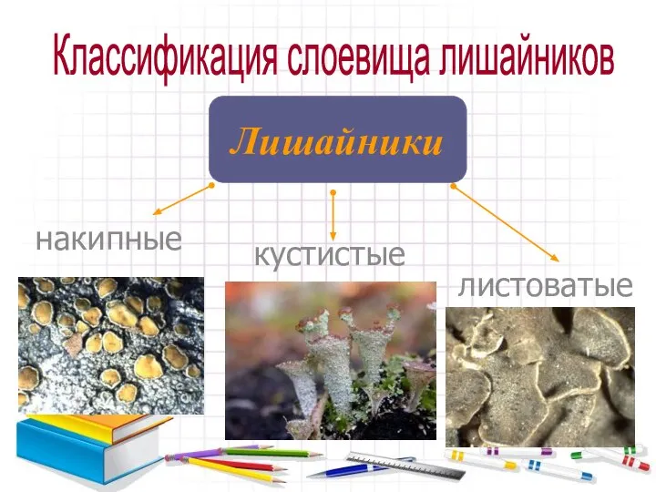 Классификация слоевища лишайников Лишайники накипные кустистые листоватые