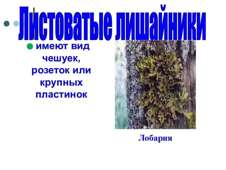 Листоватые лишайники Лобария имеют вид чешуек, розеток или крупных пластинок