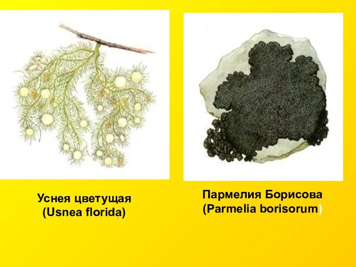 Уснея цветущая (Usnea florida) Пармелия Борисова (Parmelia borisorum)