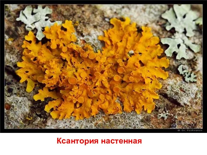 Ксантория настенная