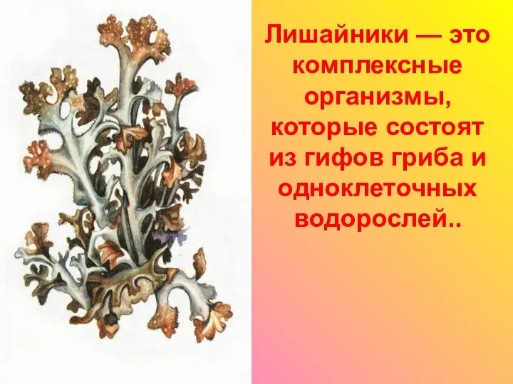 Лишайники — это комплексные организмы, которые состоят из гифов гриба и одноклеточных водорослей..