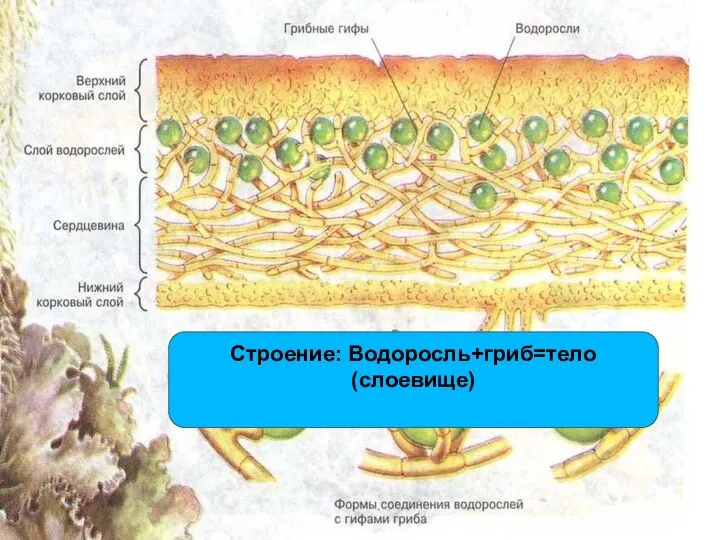 Строение: Водоросль+гриб=тело(слоевище)