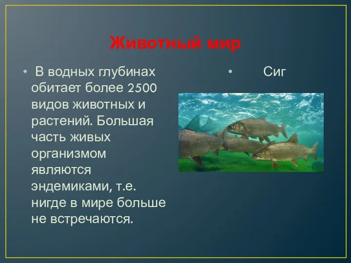 Животный мир В водных глубинах обитает более 2500 видов животных и растений.