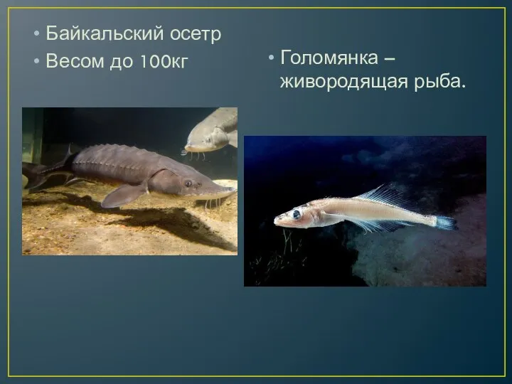 Байкальский осетр Весом до 100кг Голомянка – живородящая рыба.