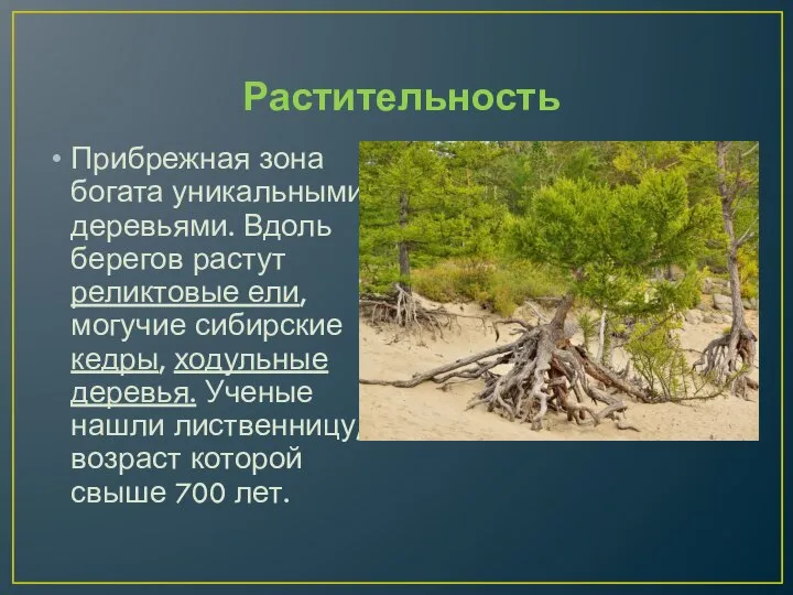 Растительность Прибрежная зона богата уникальными деревьями. Вдоль берегов растут реликтовые ели, могучие