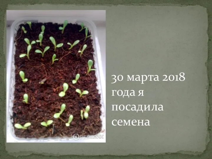 30 марта 2018 года я посадила семена