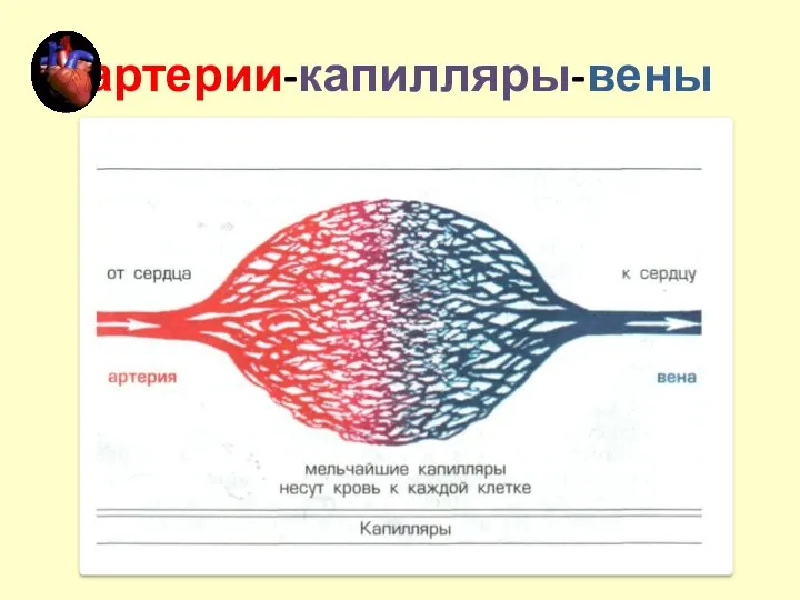 артерии-капилляры-вены