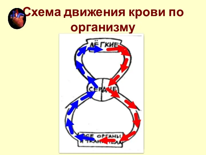 Схема движения крови по организму