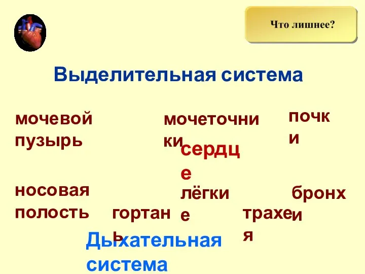 Выделительная система мочевой пузырь Дыхательная система мочеточники лёгкие сердце гортань носовая полость бронхи трахея почки