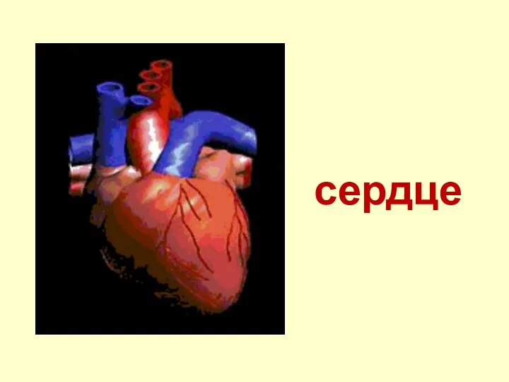 сердце