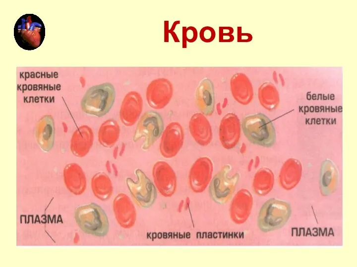 Кровь