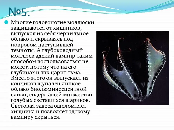 №5. Многие головоногие моллюски защищаются от хищников, выпуская из себя чернильное облако