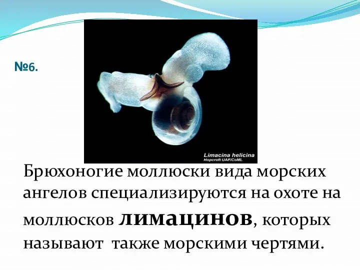 №6. Брюхоногие моллюски вида морских ангелов специализируются на охоте на моллюсков лимацинов,