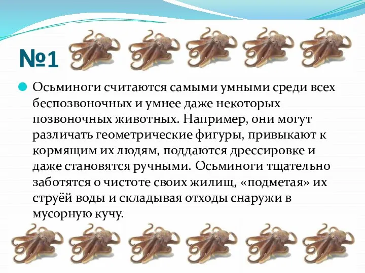 №1 Осьминоги считаются самыми умными среди всех беспозвоночных и умнее даже некоторых