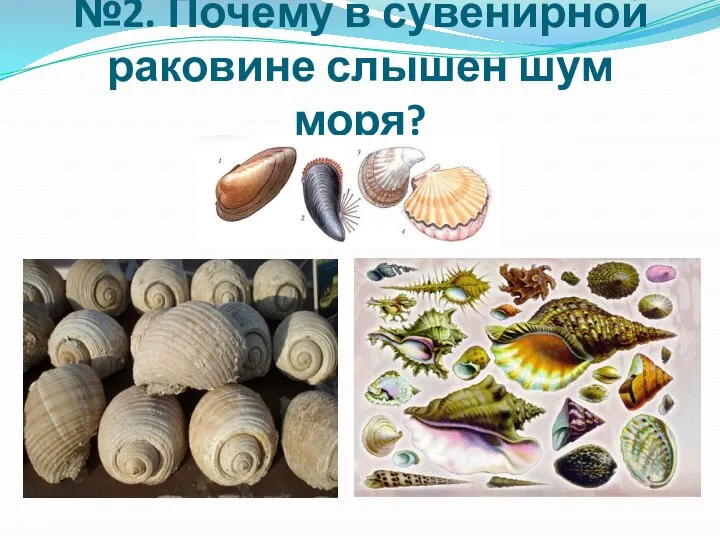 №2. Почему в сувенирной раковине слышен шум моря?