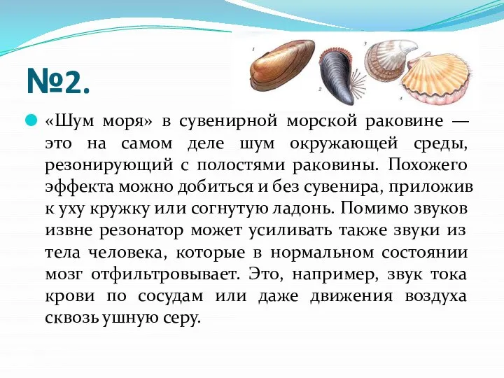 №2. «Шум моря» в сувенирной морской раковине — это на самом деле