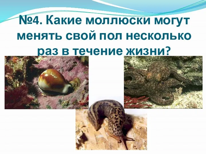 №4. Какие моллюски могут менять свой пол несколько раз в течение жизни?